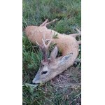 Poplatkový lov Srnce obecného