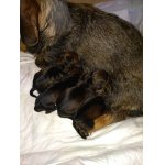 jezevčík drsnosrstý trpasličí