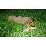 Lov srncov v Maďarsku