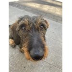 Jezevčík drsnosrstý standard s PP