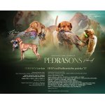 Maďarský krátkosrstý stavač