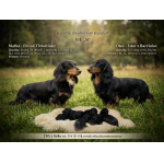 Jezevčík Dlouhosrstý Standard - Fenky