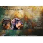 Jezevčík standard drsnosrstý