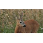 Poplatkový lov Srnce obecného