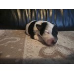 Foxterier Hladkosrstý