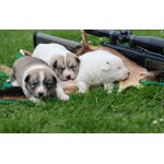 Západosibiřská lajka 