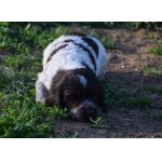 Německý křepelák