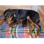 Polský honič- štěňata 