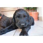Flat coated retriever s PP