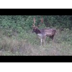 Daniel s krvavou ranou po súboji.