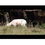 Daniel s raritným parožím a biely špicák.