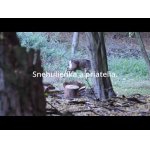 Snehulienka a priatelia.