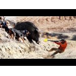  Lov divočáků - silná a přesná střelba!