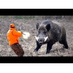 o se stane, když divočáci převezmou kontrolu nad farmou?