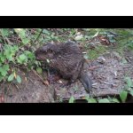 Na návšteve u bobrov.