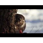 Biela zima a vtáky.