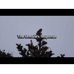 Milostná komunikácia kuvičkov v decembri.