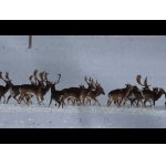 Danielia, srnčia a vysoká v bielej krajine.