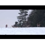 Vysoká a zima vo Veľkej Fatre.