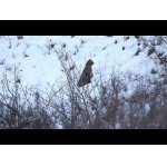 Divá mačka vo Veľkej Fatre.