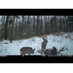 December zvieratá na fotopasci.