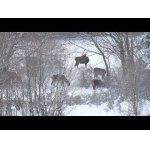 Vysoká a potrava v hlbokom snehu.