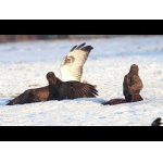 Myšiak severský vs Myšiak obyčajný.