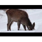 Zima a ťažký život.