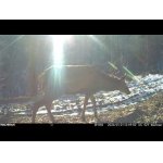 Zvierací priechod pri strome.