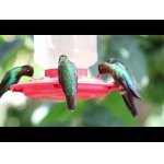 Kolibríky Costa Rica