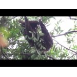 Leňochovia matka a mláďa. 