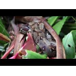 Boa constrictor & Black vultures.