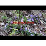 Jar stádo vysokej,diviak. 