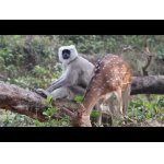 Slonie stádo a 2 zvláštni priatelia.