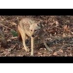 Šakaly a ich úspešný lov.