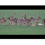 Daniele a obdobie zhadzovania parožia.