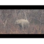 Slony Indické v buši.