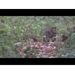 Veľmi vzácny leopard v Jim Corbett.