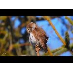 Kulíšek nejmenší 1