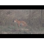 Tiger pri rieke a jazdci na slonoch.