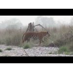 Tiger loviaci na riečnej pláži.