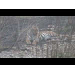 Safari a dva tigre na pár metrov.
