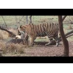Stretnutie s kráľom lesa: Obrovský tiger. 